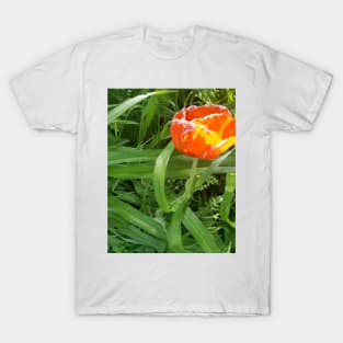 Poppy Blooming T-Shirt